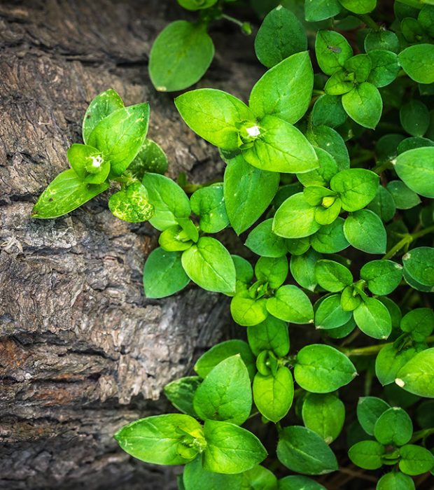 plants-1270892 plants-1270892
